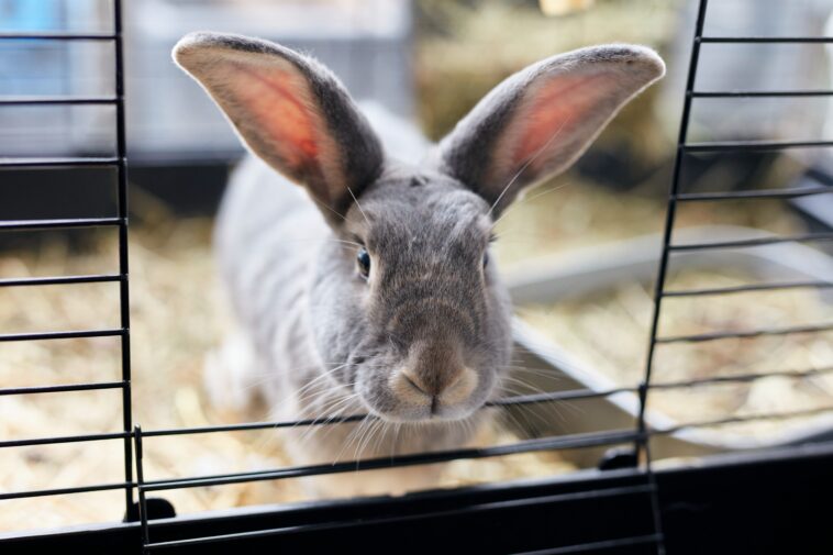 thug-arrested-for-stomping-his-girlfriend’s-two-month-old-rabbit-called-‘momo’-and-throwing-it-out-a-window