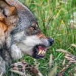 toddler-injured-by-wolf-at-zoo-as-parents-scrolled-their-phones