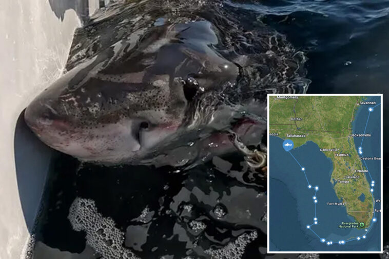 great-white-shark-spotted-off-coast-of-florida-panhandle-after-traveling-over-5k-miles-to-gulf