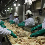 trump’s-migration-rules-force-wage-gains-in-meatpacking