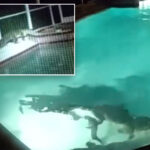 sharp-toothed-home-‘intruder’-spotted-having-pool-party-as-residents-call-police