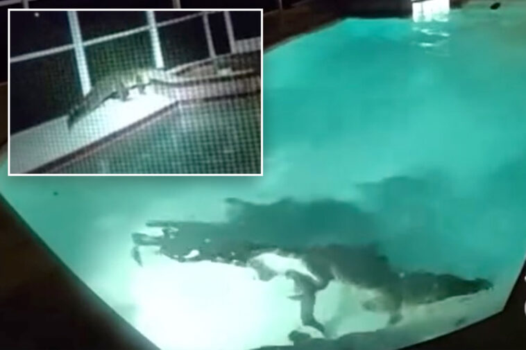 sharp-toothed-home-‘intruder’-spotted-having-pool-party-as-residents-call-police