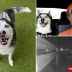 us-airman’s-beloved-husky,-car-allegedly-stolen-by-house-sitter-while-deployed-overseas:-‘lost-a-part-of-home’