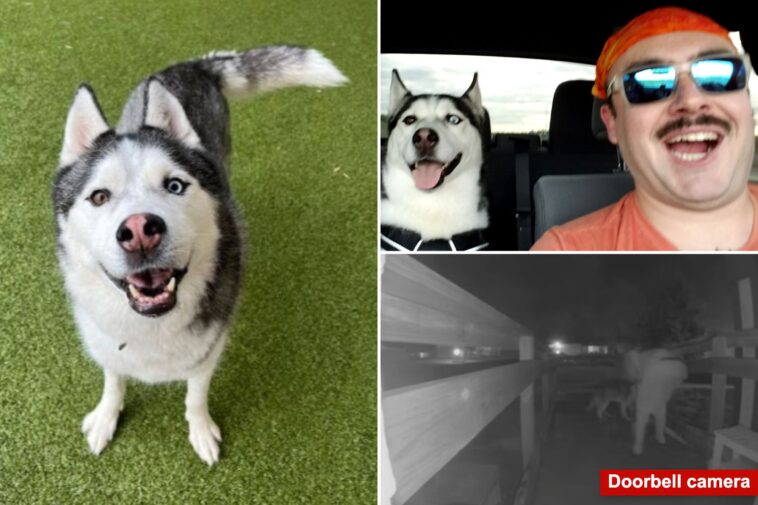us-airman’s-beloved-husky,-car-allegedly-stolen-by-house-sitter-while-deployed-overseas:-‘lost-a-part-of-home’
