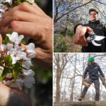 central-park’s-showstopping-cherry-blooms-are-having-a-‘really-good’-season-—-thanks-to-record-setting-snowfall