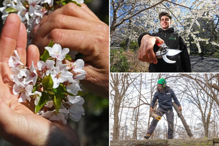 central-park’s-showstopping-cherry-blooms-are-having-a-‘really-good’-season-—-thanks-to-record-setting-snowfall