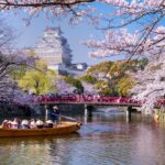 tourist-chaos-erupts-as-cherry-blossom-festival-is-shut-down,-officials-triple-tax-to-curb-crowds