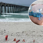 poisonous,-stinging-portuguese-man-o’-war-are-rapidly-invading-beaches:-‘extremely-painful’