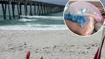 poisonous,-stinging-portuguese-man-o’-war-are-rapidly-invading-beaches:-‘extremely-painful’