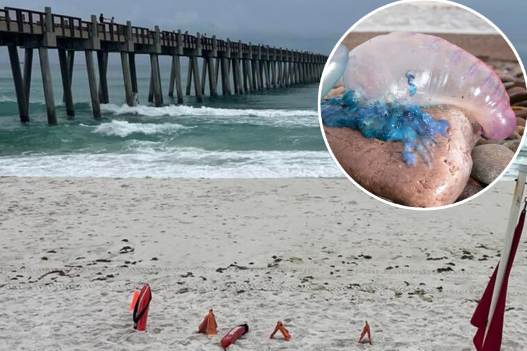 poisonous,-stinging-portuguese-man-o’-war-are-rapidly-invading-beaches:-‘extremely-painful’