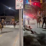 horrifying-video-shows-horse-being-smashed-by-car-and-launched-into-the-air-after-cruel-stunt-epically-fails