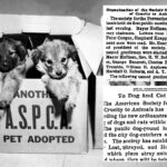 aspca-celebrates-160-years-—-check-out-the-post’s-archival-coverage-of-its-early-days