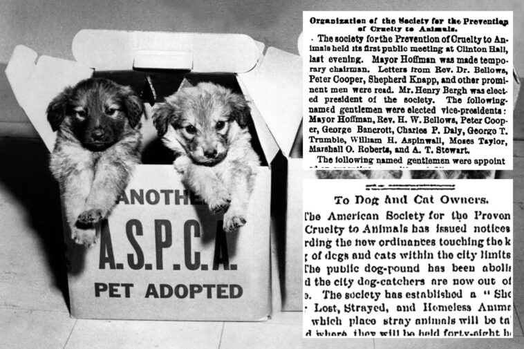 aspca-celebrates-160-years-—-check-out-the-post’s-archival-coverage-of-its-early-days