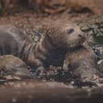 hope-springs-for-endangered-giant-otters-after-rare-triplet-birth-at-zoo