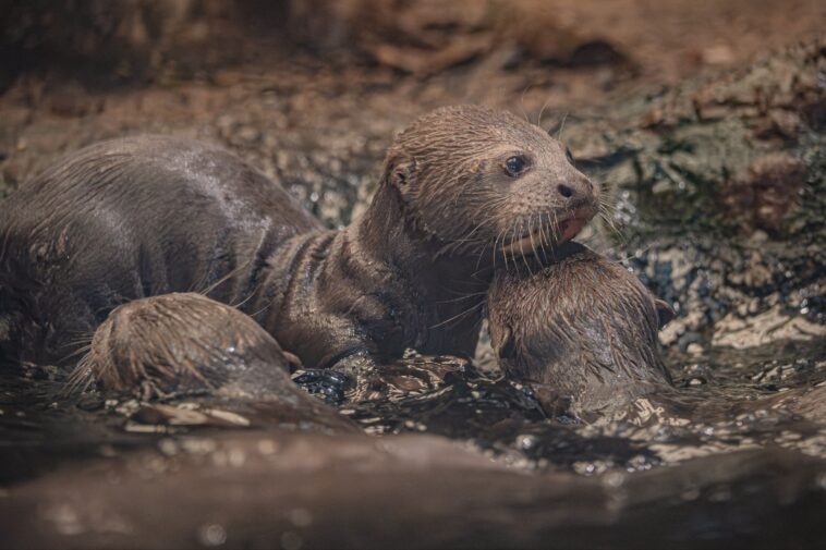 hope-springs-for-endangered-giant-otters-after-rare-triplet-birth-at-zoo