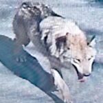 wolf-at-the-door:-predator-escapes-from-south-korean-zoo,-eludes-a-major-capture-effort-with-drones-and-heat-seeking-sensors,-becomes-a-crypto-meme-coin