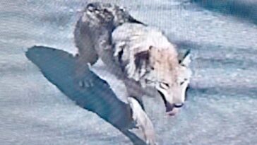 wolf-at-the-door:-predator-escapes-from-south-korean-zoo,-eludes-a-major-capture-effort-with-drones-and-heat-seeking-sensors,-becomes-a-crypto-meme-coin