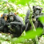 bloody-civil-war-between-two-factions-of-chimpanzees-has-scientists-baffled
