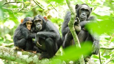 bloody-civil-war-between-two-factions-of-chimpanzees-has-scientists-baffled
