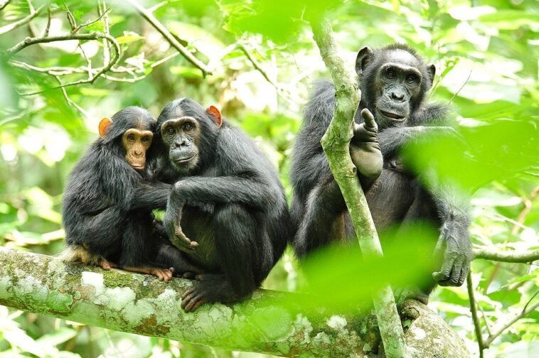 bloody-civil-war-between-two-factions-of-chimpanzees-has-scientists-baffled