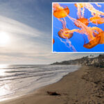 stinging-jellyfish-warning-issued-for-beachgoers-at-socal-beaches