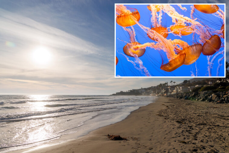 stinging-jellyfish-warning-issued-for-beachgoers-at-socal-beaches