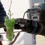 ai-could-be-coming-for-your-wine-as-experts-turn-to-technology-for-industry-overhaul