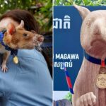 seven-foot-statue-unveiled-honoring-magawa,-award-winning-rat-who-found-more-than-100-landmines-in-cambodia