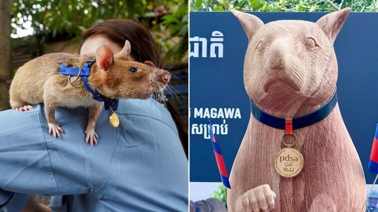 seven-foot-statue-unveiled-honoring-magawa,-award-winning-rat-who-found-more-than-100-landmines-in-cambodia