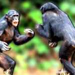 ape-war:-two-chimpanzee-clans-in-uganda-violently-turn-on-each-other-in-the-first-recorded-simian-conflict-–-and-scientists-have-no-idea-why