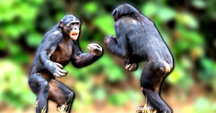 ape-war:-two-chimpanzee-clans-in-uganda-violently-turn-on-each-other-in-the-first-recorded-simian-conflict-–-and-scientists-have-no-idea-why