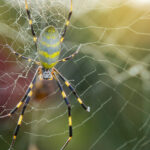 spiders-as-large-as-your-hand-spark-panic-in-socal-as-they-spread-across-the-us