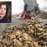 long-island-county-may-be-declared-‘disaster-area’-over-oyster-crisis:-‘supply-and-demand’