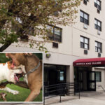 nj-pit-bulls-kill-good-samaritan-who-tried-to-break-up-their-fight