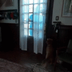 watch:-artemis-ii-astronaut-christina-koch-reunites-with-dog-after-10-days-in-space