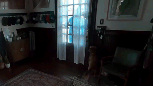 watch:-artemis-ii-astronaut-christina-koch-reunites-with-dog-after-10-days-in-space