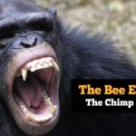 the-bee-explains:-the-chimp-civil-war