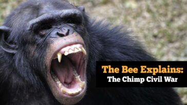 the-bee-explains:-the-chimp-civil-war