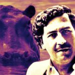 colombian-officials-approve-culling-of-dozens-of-descendants-from-pablo-escobar’s-cocaine-hippos-wreaking-havoc-in-the-country’s-rivers
