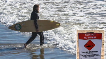 socal-beaches-set-to-be-shark-attack-hotspots-as-warm-waters-attract-deadly-predators