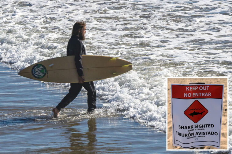 socal-beaches-set-to-be-shark-attack-hotspots-as-warm-waters-attract-deadly-predators