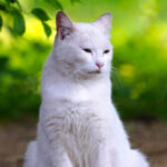 video-—-‘he’s-finally-home’:-california-cat-lost-for-seven-years-reunited-with-family-in-florida