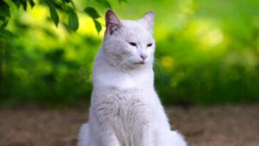 video-—-‘he’s-finally-home’:-california-cat-lost-for-seven-years-reunited-with-family-in-florida