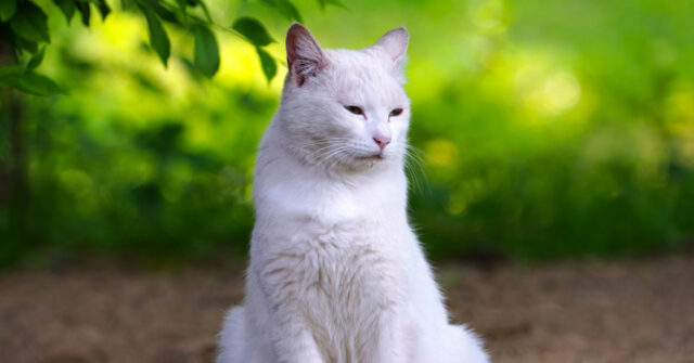 video-—-‘he’s-finally-home’:-california-cat-lost-for-seven-years-reunited-with-family-in-florida