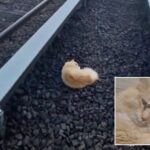 cat-named-‘garfield’-rescued-from-long-island-railroad-tracks-after-surviving-being-struck-by-train