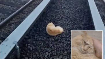 cat-named-‘garfield’-rescued-from-long-island-railroad-tracks-after-surviving-being-struck-by-train