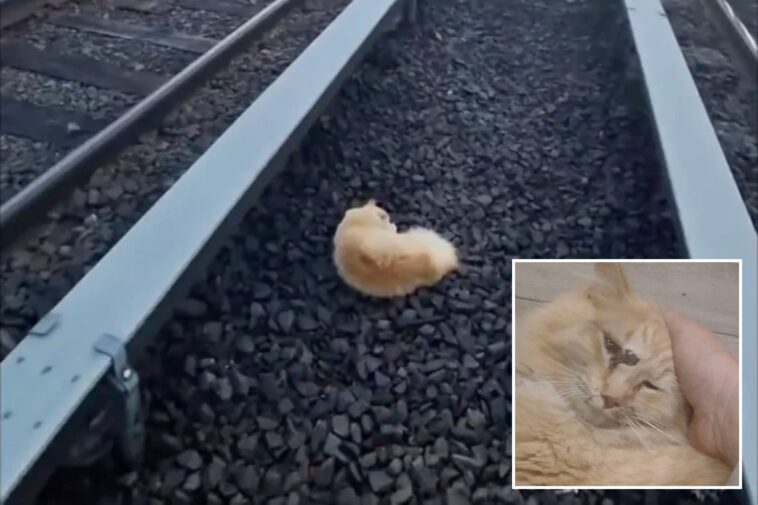 cat-named-‘garfield’-rescued-from-long-island-railroad-tracks-after-surviving-being-struck-by-train