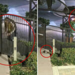 sicko-dumps-puppy-in-coyote-country,-drives-off