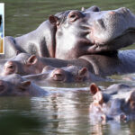 colombia-to-cull-dozens-of-pablo-escobar’s-‘cocaine-hippos’