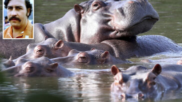 colombia-to-cull-dozens-of-pablo-escobar’s-‘cocaine-hippos’